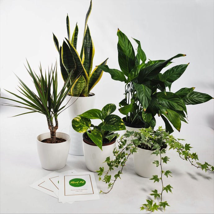 Air-Purifying Indoor Plants
