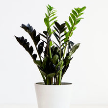 Load image into Gallery viewer, Raven ZZ Plant - Zamioculcas zamiifolia Raven