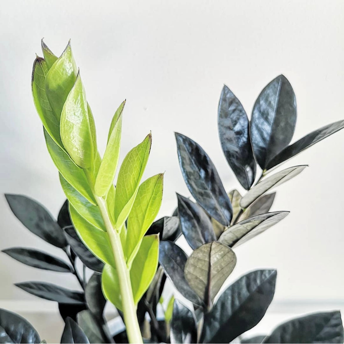 Raven ZZ Plant Zamioculcas zamiifolia Raven Plant Pet Club