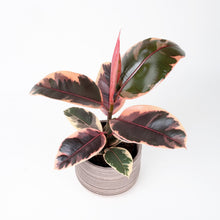 Load image into Gallery viewer, Ficus elastica 'Belize'