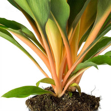 Load image into Gallery viewer, Chlorophytum ‘Fire Flash’