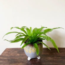 Load image into Gallery viewer, Bird's Nest Fern - Asplenium Antiquum
