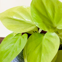 Load image into Gallery viewer, Neon Pothos