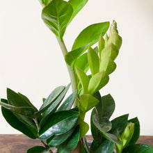 Load image into Gallery viewer, ZZ Plant - Zamioculcas zamiifolia