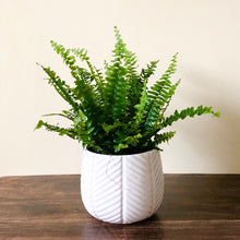 Load image into Gallery viewer, Boston Fern - Nephrolepis exaltata