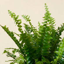 Load image into Gallery viewer, Boston Fern - Nephrolepis exaltata