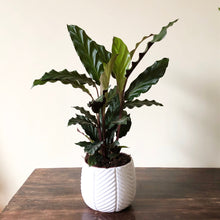 Load image into Gallery viewer, Calathea Rufibarba