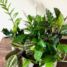 Load image into Gallery viewer, Choose My Own Jungle
