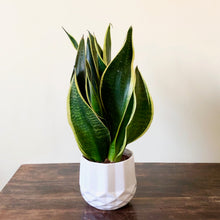 Load image into Gallery viewer, Snake Plant - Sansevieria Futura Superba