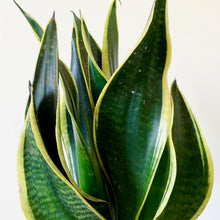 Load image into Gallery viewer, Snake Plant - Sansevieria Futura Superba