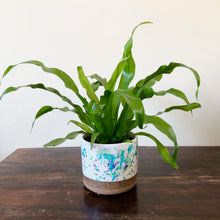 Load image into Gallery viewer, Bird's Nest Fern - Asplenium Antiquum