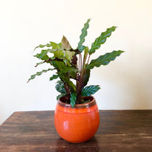 Load image into Gallery viewer, Calathea Rufibarba