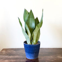 Load image into Gallery viewer, Snake Plant Moonshine - Sansevieria Moonshine