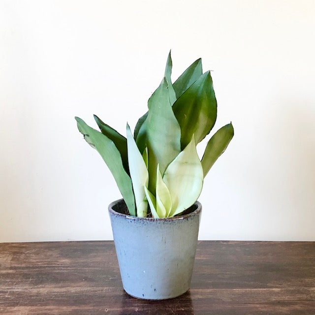 sansevieria moonshine uk Snake Plant Moonshine