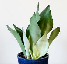 Load image into Gallery viewer, Snake Plant Moonshine - Sansevieria Moonshine