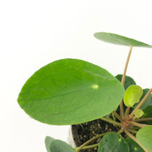 Load image into Gallery viewer, Chinese money plant - Pilea peperomioides