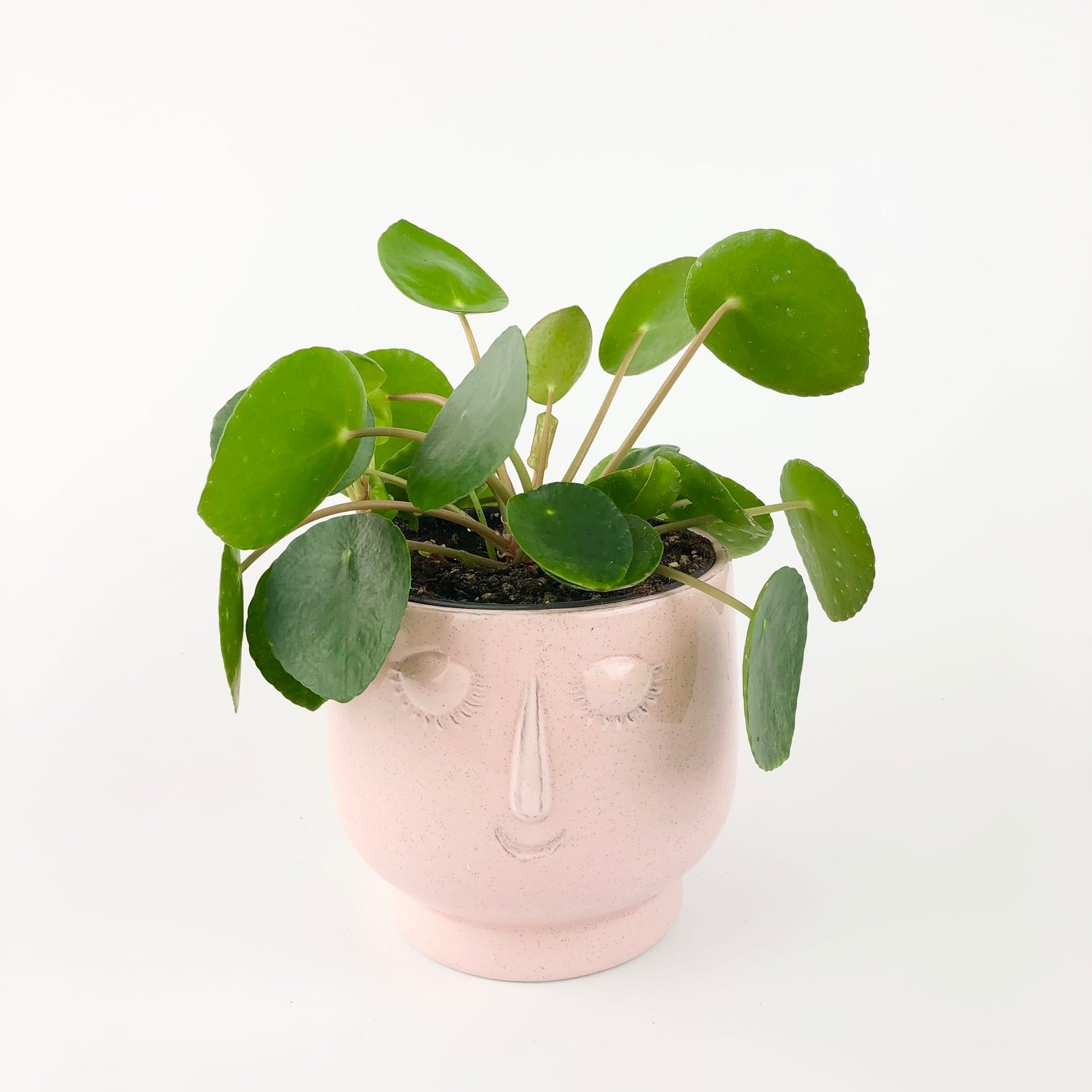 Chinese money plant - Pilea peperomioides