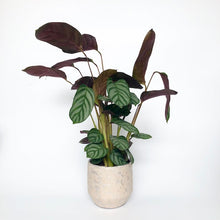 Load image into Gallery viewer, Ctenante Compact Star - Calathea Setosa