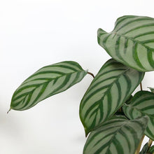 Load image into Gallery viewer, Ctenante Compact Star - Calathea Setosa