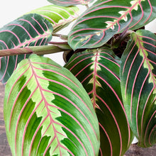Load image into Gallery viewer, Prayer Plant - Marantha leuc. Tricolour