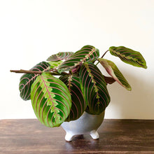 Load image into Gallery viewer, Prayer Plant - Marantha leuc. Tricolour