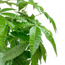 Load image into Gallery viewer, Money Tree - Pachira Aquatica - 3 stem
