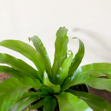 Load image into Gallery viewer, Bird's Nest Fern - Asplenium Antiquum