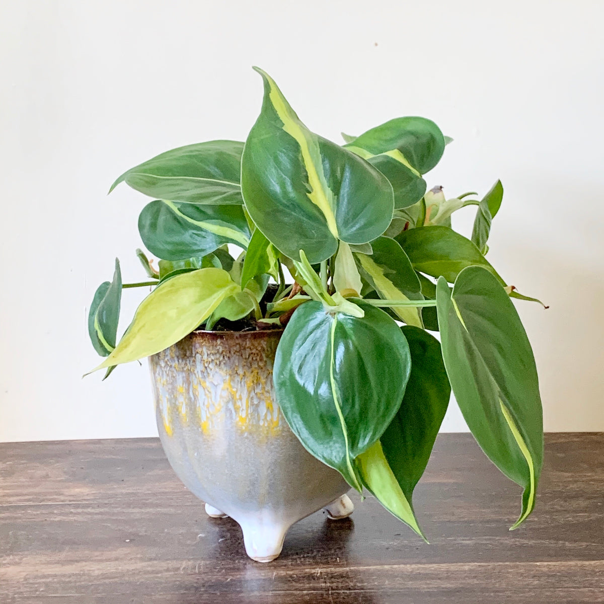NK】秘蔵品/超SELECT個体 Philodendron verrucosum NK-S1