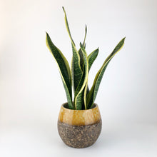 Load image into Gallery viewer, Snake Plant - Sansevieria Futura Superba