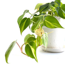 Load image into Gallery viewer, Sweetheart Plant - Philodendron scandens Brasil