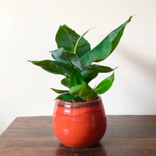 Load image into Gallery viewer, Banana Plant - Musa Dwarf Cavendish