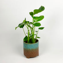 Load image into Gallery viewer, Swiss Cheese Plant -  Monstera Deliciosa