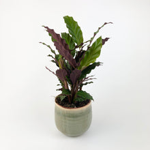 Load image into Gallery viewer, Calathea Rufibarba