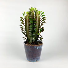 Load image into Gallery viewer, African Milk Tree - Euphorbia Trigona Rubra