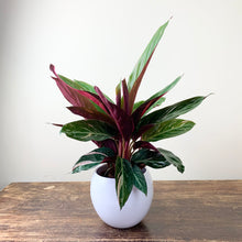 Load image into Gallery viewer, Calathea Triostar - Stromante Triostar