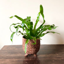 Load image into Gallery viewer, Bird's Nest Fern - Asplenium Antiquum