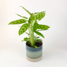 Load image into Gallery viewer, Calathea Leopardina