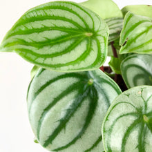 Load image into Gallery viewer, Watermelon Peperomia - Peperomia Argyreia