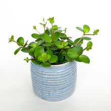 Load image into Gallery viewer, Peperomia Hope - Peperomia Rotundifolia