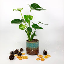 Load image into Gallery viewer, Swiss Cheese Plant -  Monstera Deliciosa