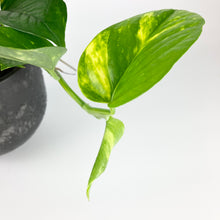 Load image into Gallery viewer, Golden Pothos - Epipremnum aureum
