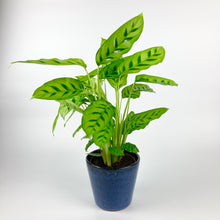 Load image into Gallery viewer, Calathea Leopardina