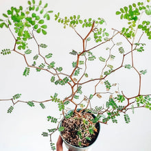 Load image into Gallery viewer, Sophora Little Baby - Sophora Prostrata