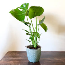 Load image into Gallery viewer, Swiss Cheese Plant -  Monstera Deliciosa