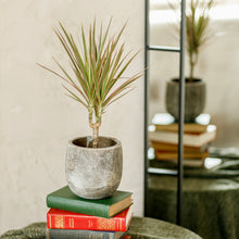 Load image into Gallery viewer, Madagascar Dragon Tree - Dracaena Marginata