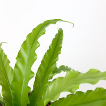 Load image into Gallery viewer, Bird's nest Fern -Asplenium Osaka
