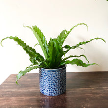 Load image into Gallery viewer, Bird's nest Fern -Asplenium Osaka
