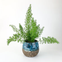 Load image into Gallery viewer, Foxtail Fern - Asparagus Densiflorus  Myers