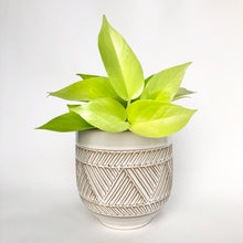 Load image into Gallery viewer, Neon Pothos
