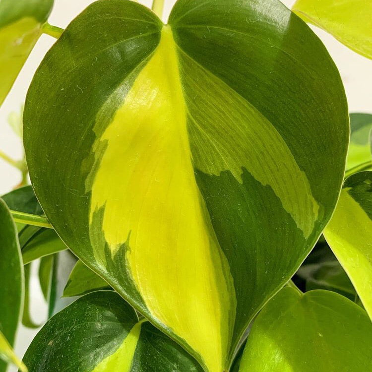 Sweetheart Plant